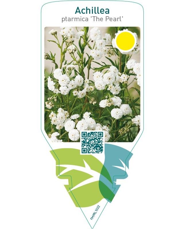 Achillea ptarmica ‘The Pearl’