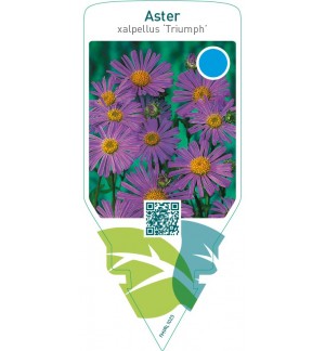 Aster alpellus ‘Triumph’