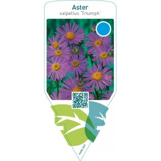 Aster alpellus ‘Triumph’