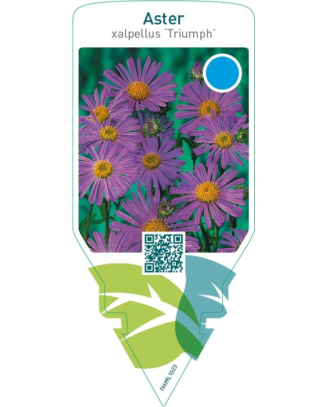 Aster alpellus ‘Triumph’