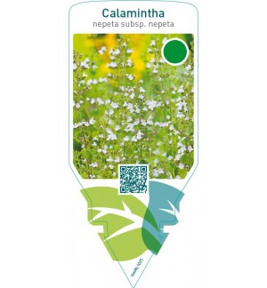 Calamintha nepeta nepeta