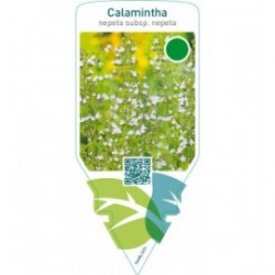 Calamintha nepeta nepeta