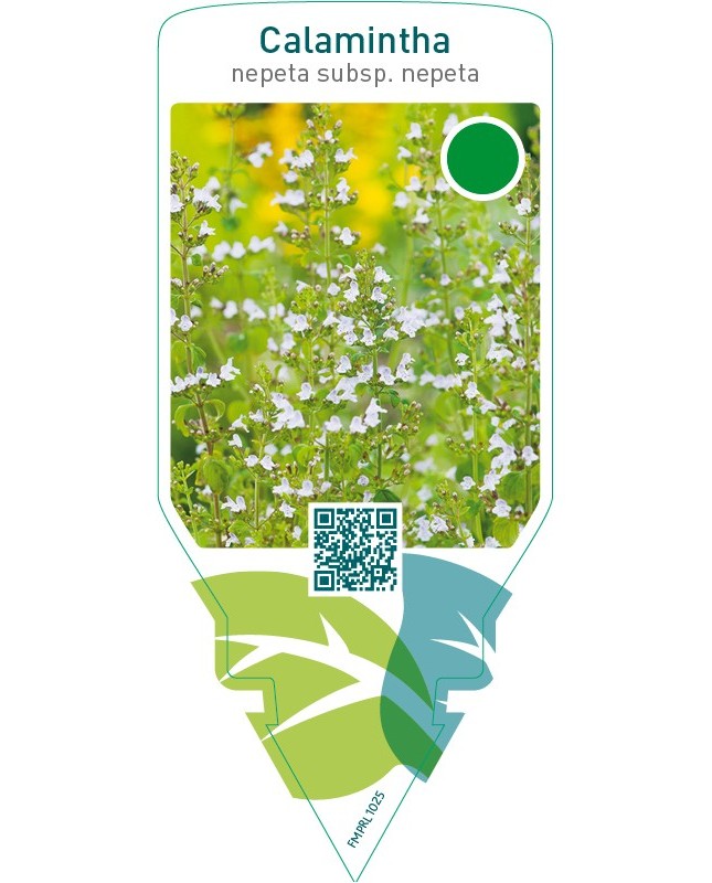 Calamintha nepeta nepeta