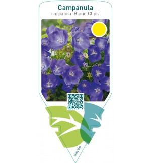 Campanula carpatica ‘Blaue Clips’