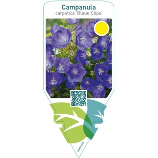Campanula carpatica ‘Blaue Clips’