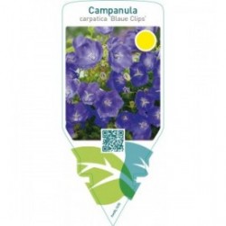 Campanula carpatica ‘Blaue Clips’
