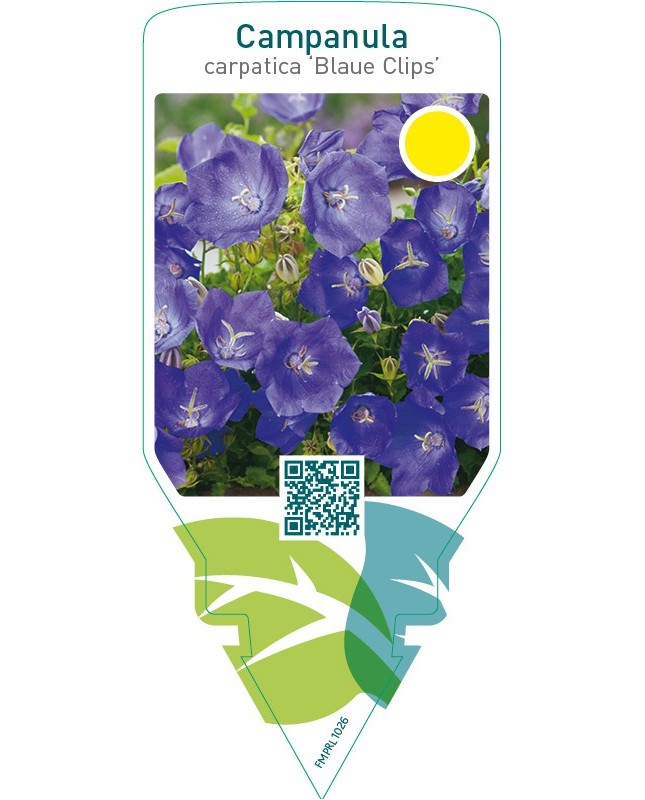 Campanula carpatica ‘Blaue Clips’