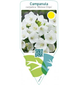 Campanula carpatica ‘Weisse Clips’