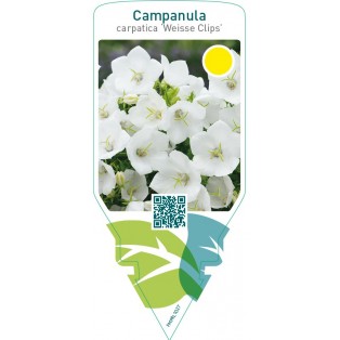 Campanula carpatica ‘Weisse Clips’