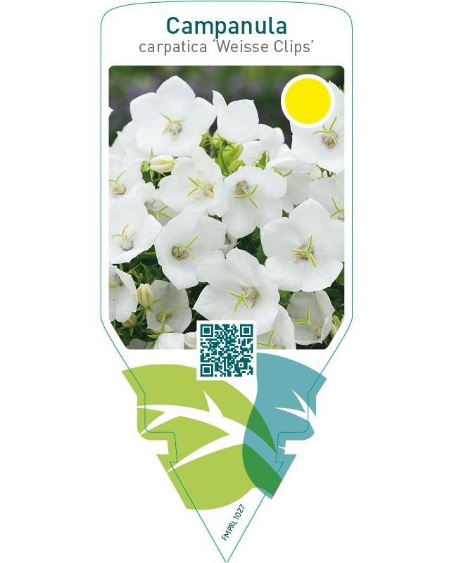 Campanula carpatica ‘Weisse Clips’