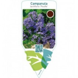 Campanula lactiflora ‘Pouffe’