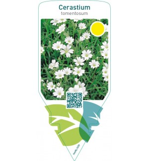 Cerastium tomentosum