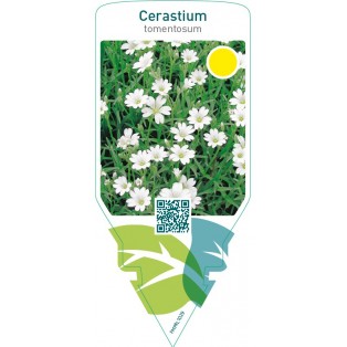 Cerastium tomentosum