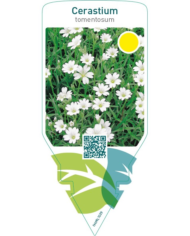 Cerastium tomentosum