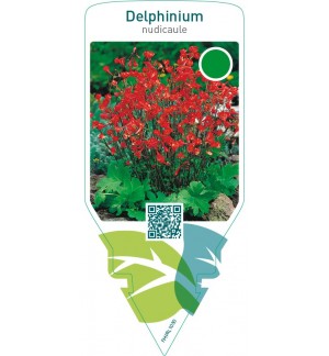 Delphinium nudicaule