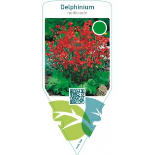 Delphinium nudicaule