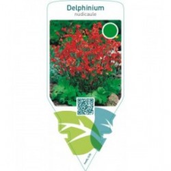 Delphinium nudicaule
