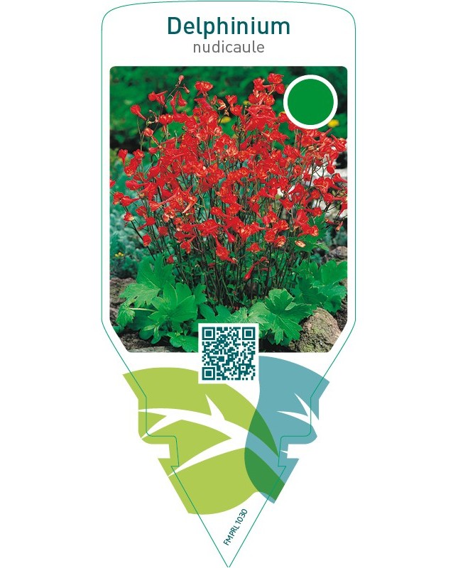 Delphinium nudicaule