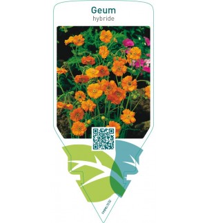 Geum hybride  orange