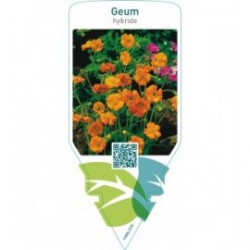 Geum hybride  orange