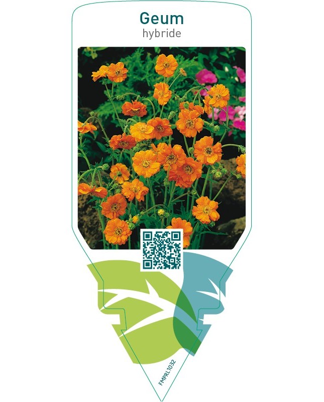 Geum hybride  orange