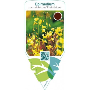 Epimedium perralchicum ‘Frohnleiten’