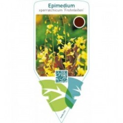 Epimedium perralchicum ‘Frohnleiten’