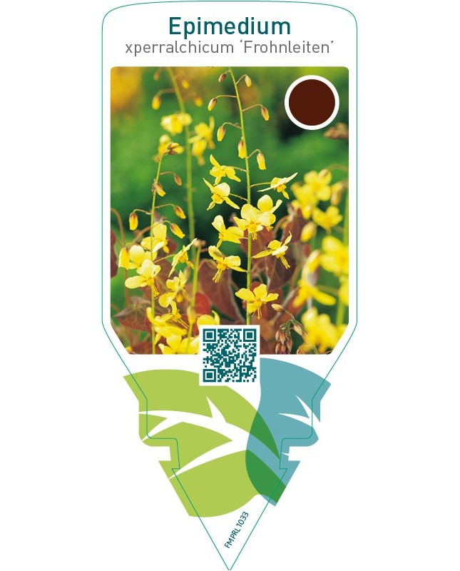 Epimedium perralchicum ‘Frohnleiten’