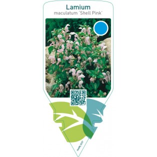 Lamium maculatum ‘Shell Pink’