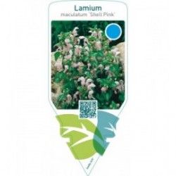 Lamium maculatum ‘Shell Pink’