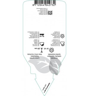 Etichette di Lamium maculatum ‘Shell Pink’ *