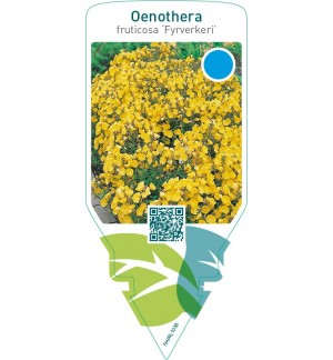 Oenothera fruticosa ‘Fyrverkeri’