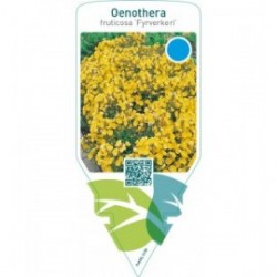 Oenothera fruticosa ‘Fyrverkeri’