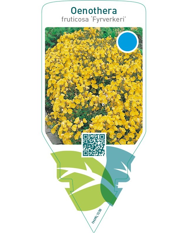 Oenothera fruticosa ‘Fyrverkeri’