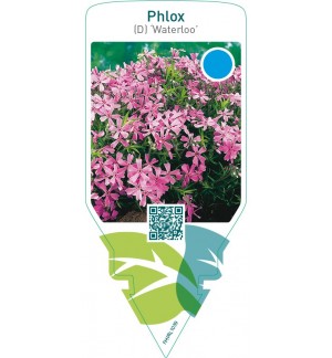 Phlox (D) ‘Waterloo’