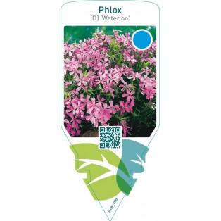 Phlox (D) ‘Waterloo’