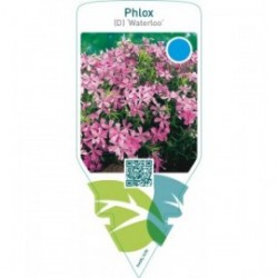 Phlox (D) ‘Waterloo’