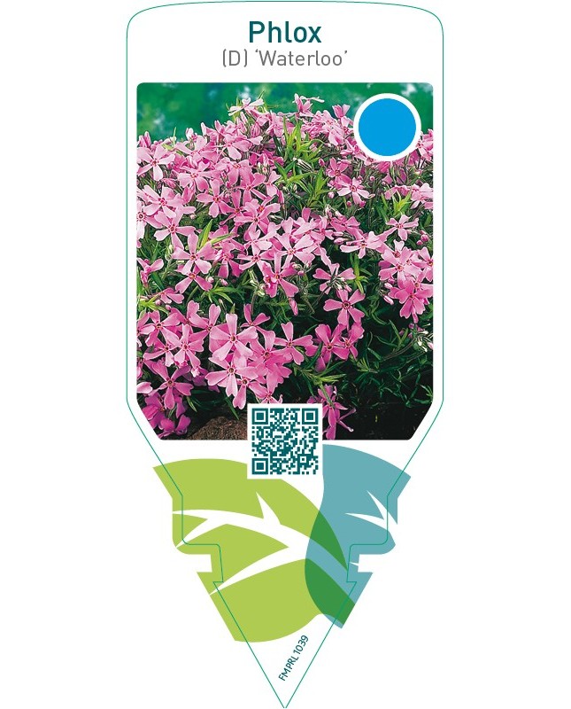 Phlox (D) ‘Waterloo’