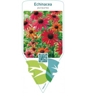 Echinacea purpurea  red