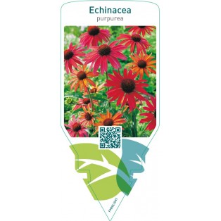 Echinacea purpurea  red