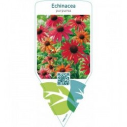 Echinacea purpurea  red