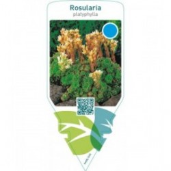 Rosularia platyphylla