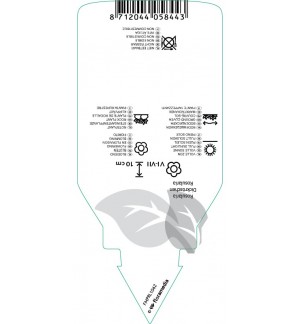 Etichette di Rosularia platyphylla *