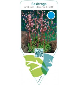 Saxifraga urbium ‘Clarence Elliott’