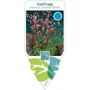 Saxifraga urbium ‘Clarence Elliott’