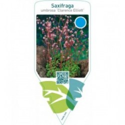 Saxifraga urbium ‘Clarence Elliott’