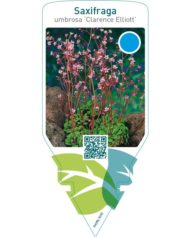 Saxifraga urbium ‘Clarence Elliott’