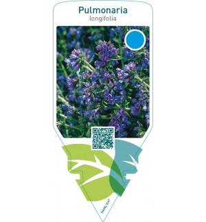 Pulmonaria longifolia