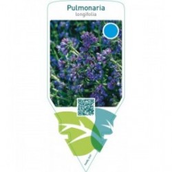 Pulmonaria longifolia