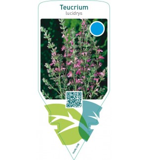 Teucrium lucidrys